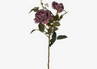 Tige de roses Amora violettes