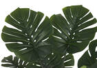 Monstera en pot