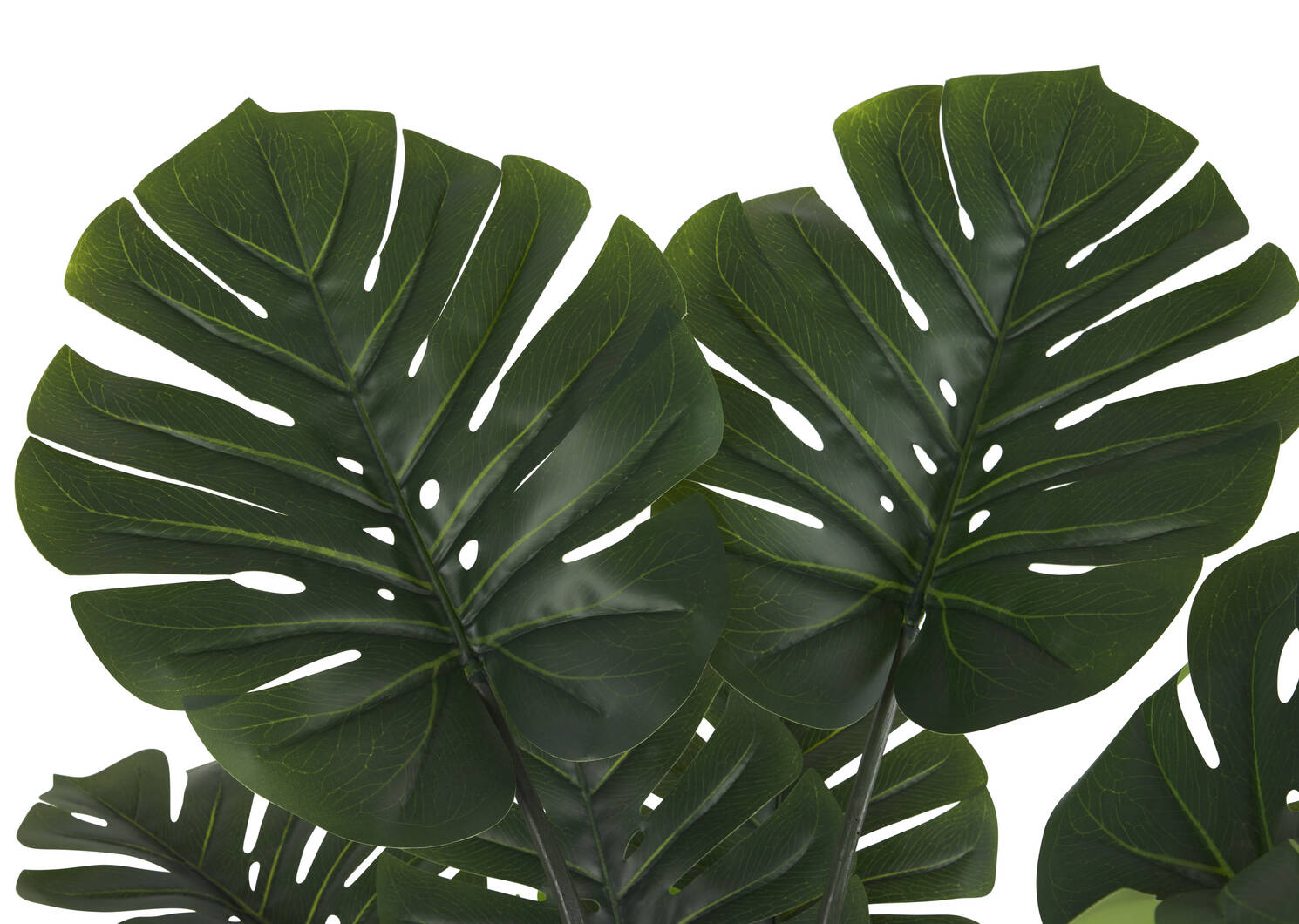 Monstera en pot