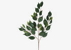 Letha Ficus Spray Branch