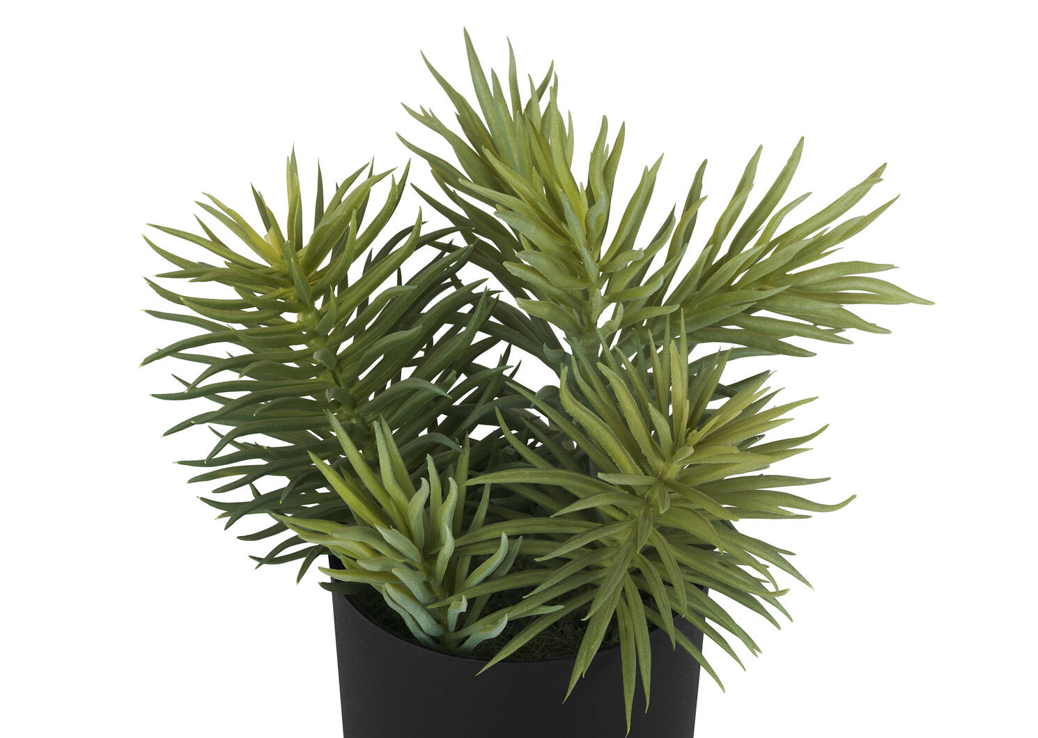 Succulentes en pot Senecio