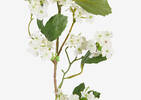 Lilia Viburnum Branch Ivory