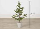 Evergreen Tree Potted Small
