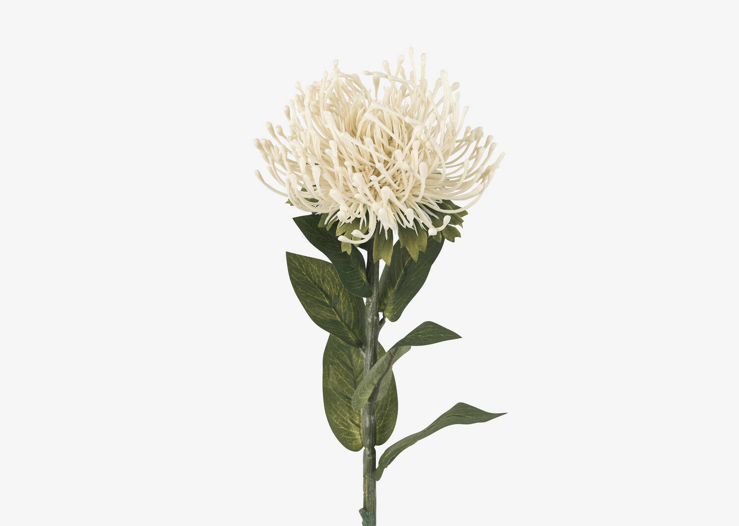 Tige de leucospermum Kim ivoire