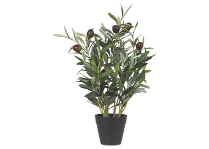 Tristin Olive Bush Potted