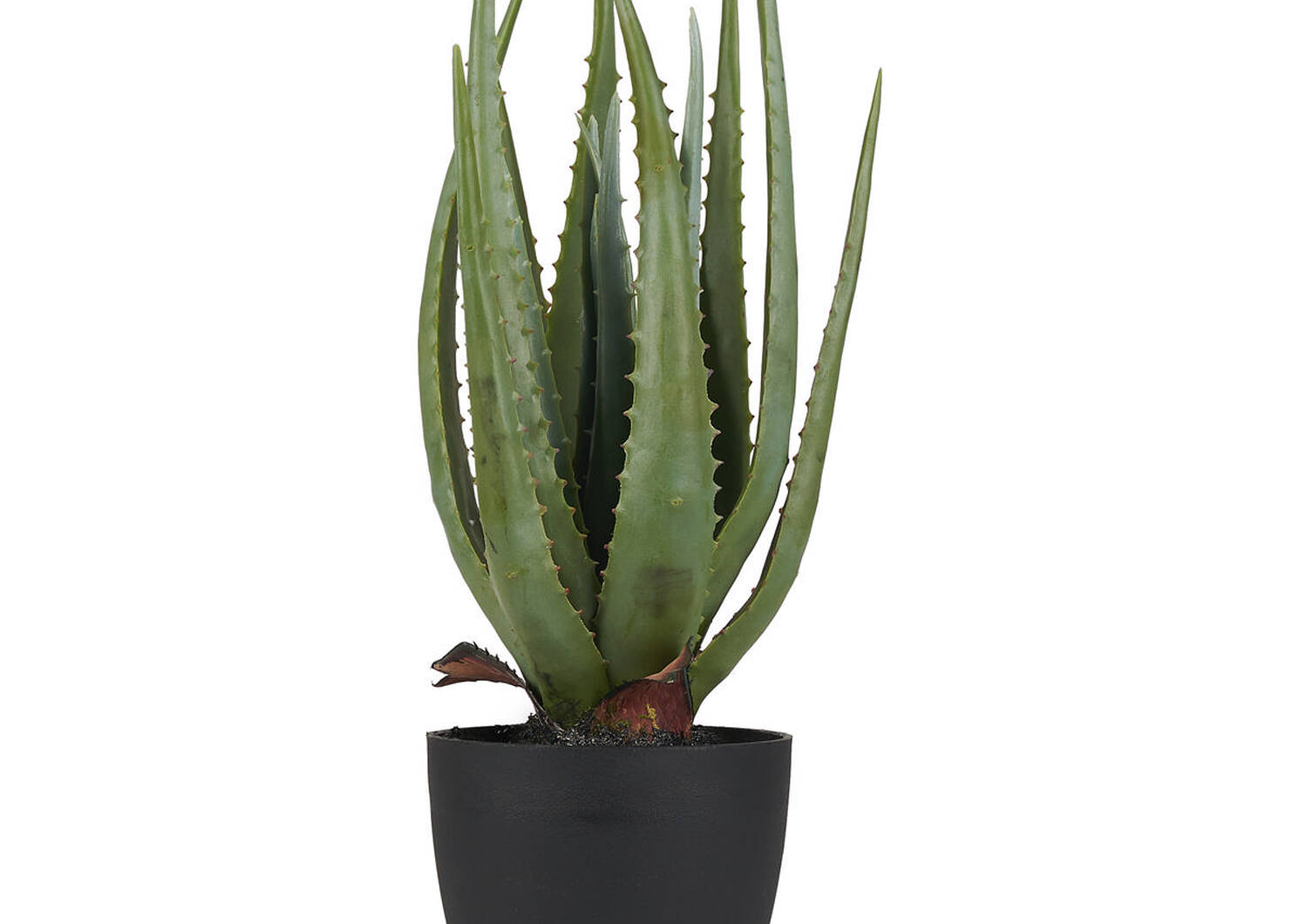 Azaria Aloe Potted