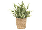 Eucalyptus en pot Suri