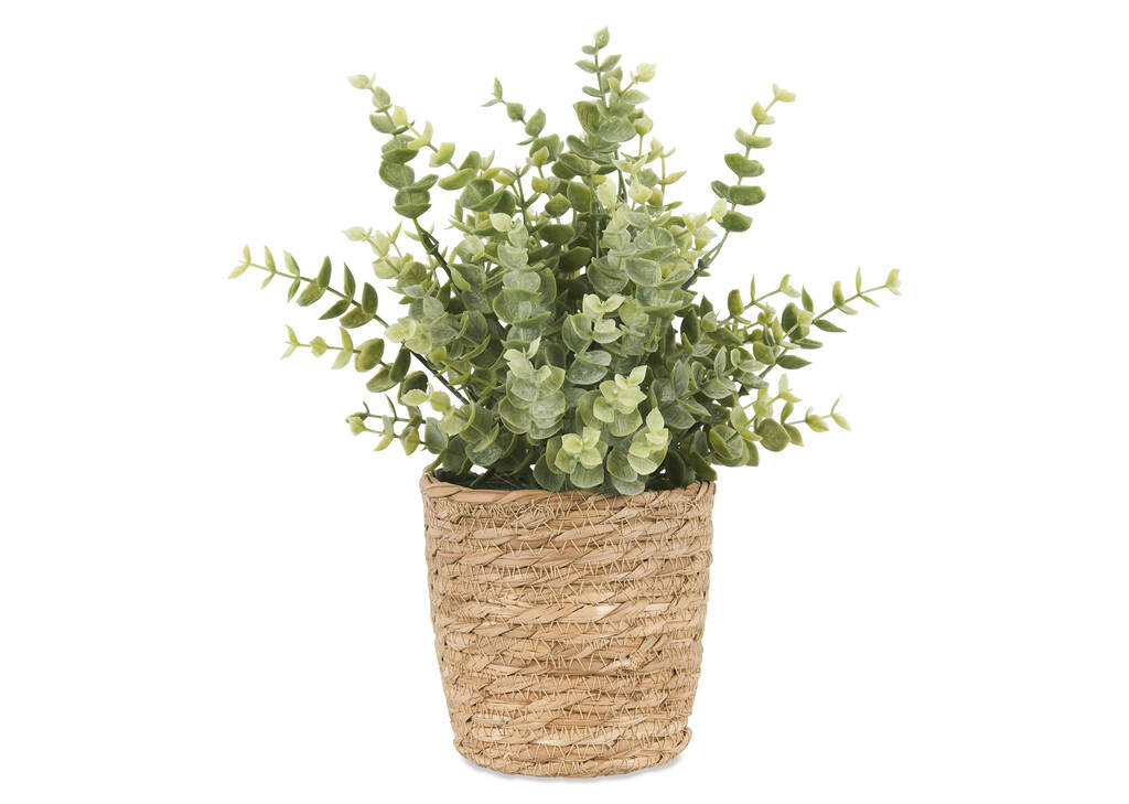 Eucalyptus en pot Suri