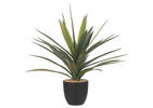 Zayan Mini Yucca Plant Potted