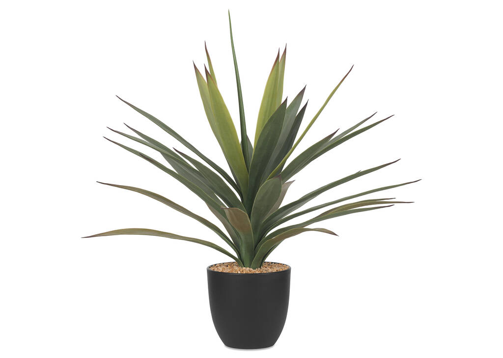 Zayan Mini Yucca Plant Potted