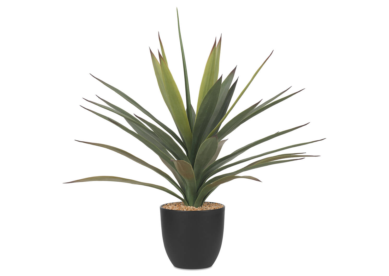 Zayan Mini Yucca Plant Potted