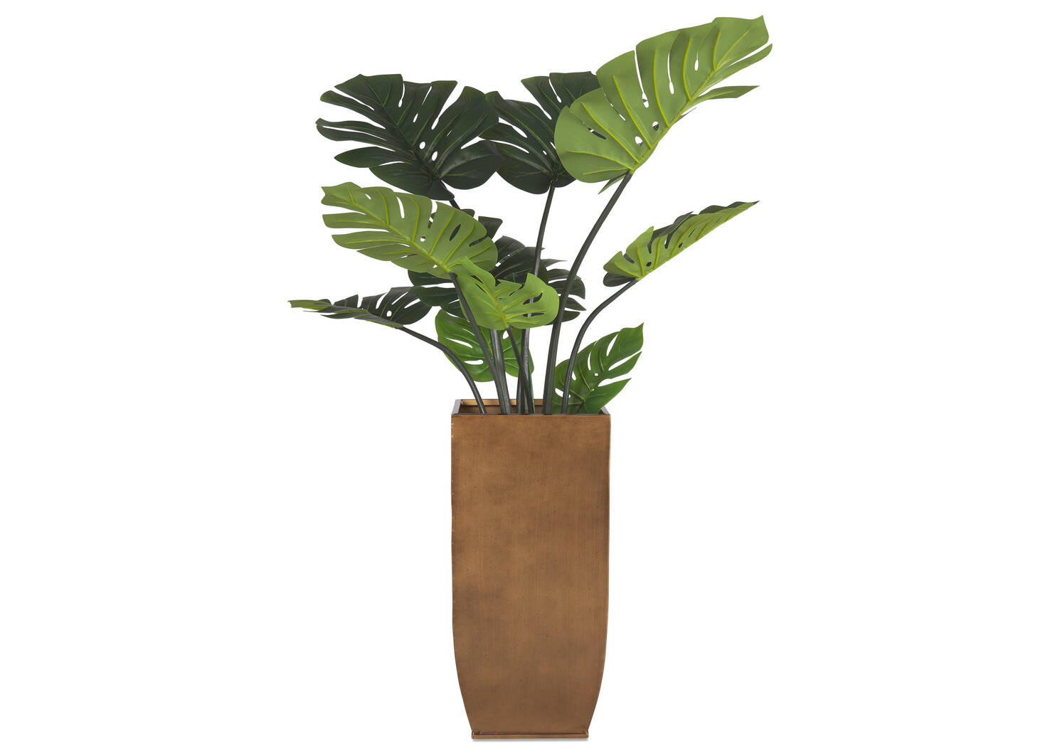 Monstera en pot