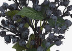 Adaline Blueberry Bunch