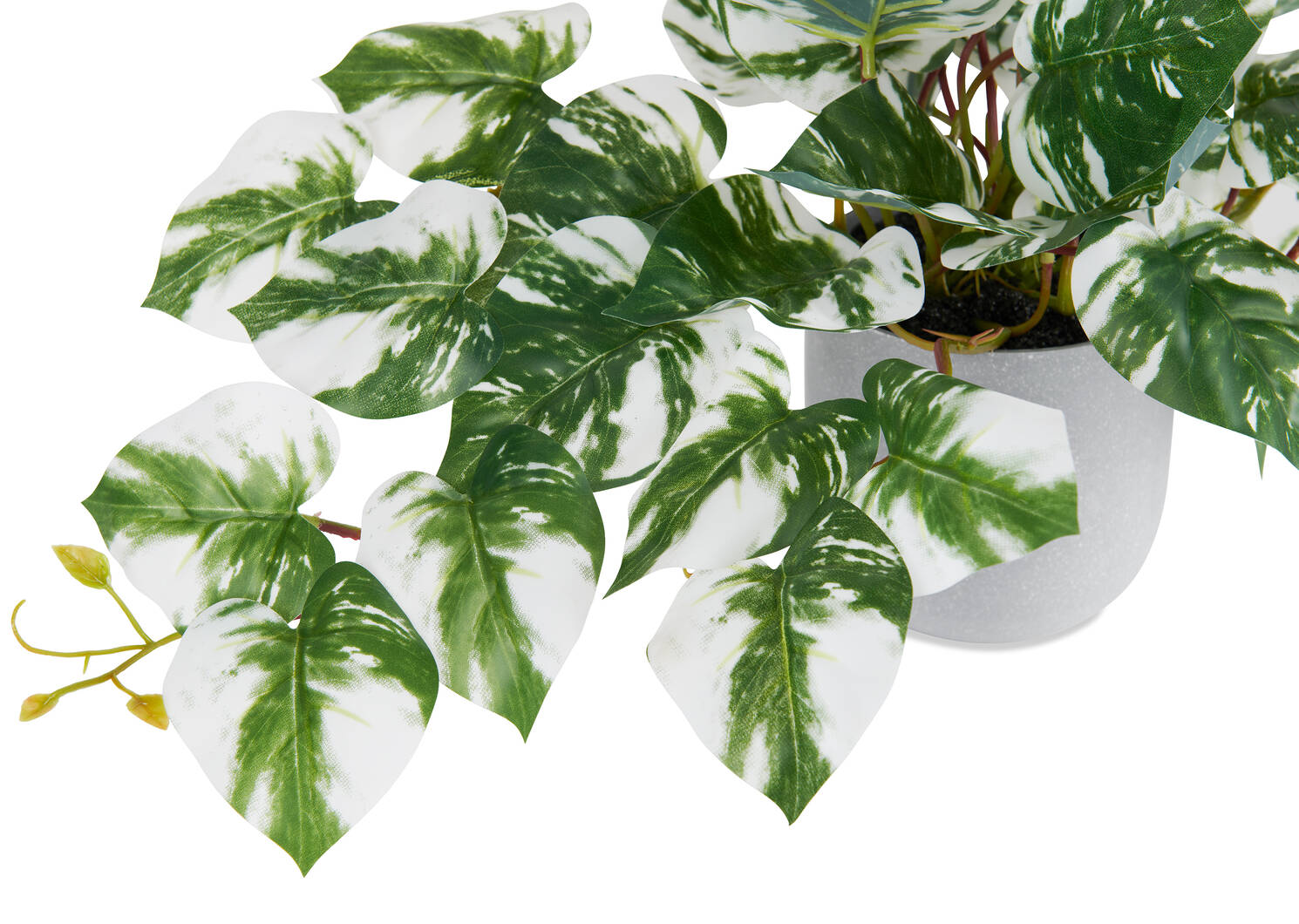 Pothos en pot Marble