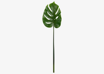 Roca Philo Leaf Stem