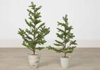 Evergreen Tree Potted