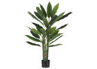 Kana Bird of Paradise Potted