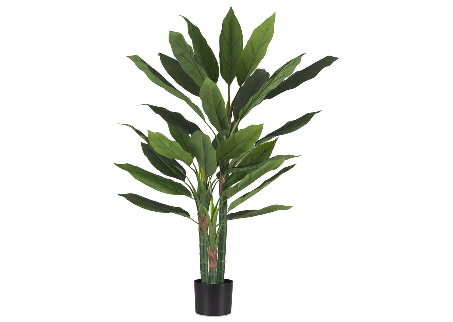 Kana Bird of Paradise Potted