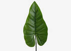 Roca Elephant Ear Leaf Stem