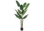 Kani Travelers Palm Potted X-Large