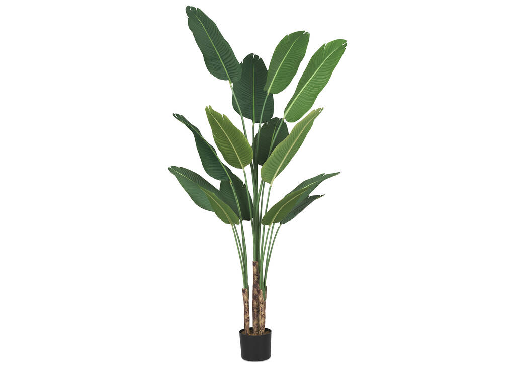 Très grand arbre du voyageur en pot Kani