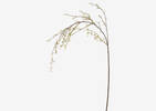 Branche de forsythias Yuri blancs