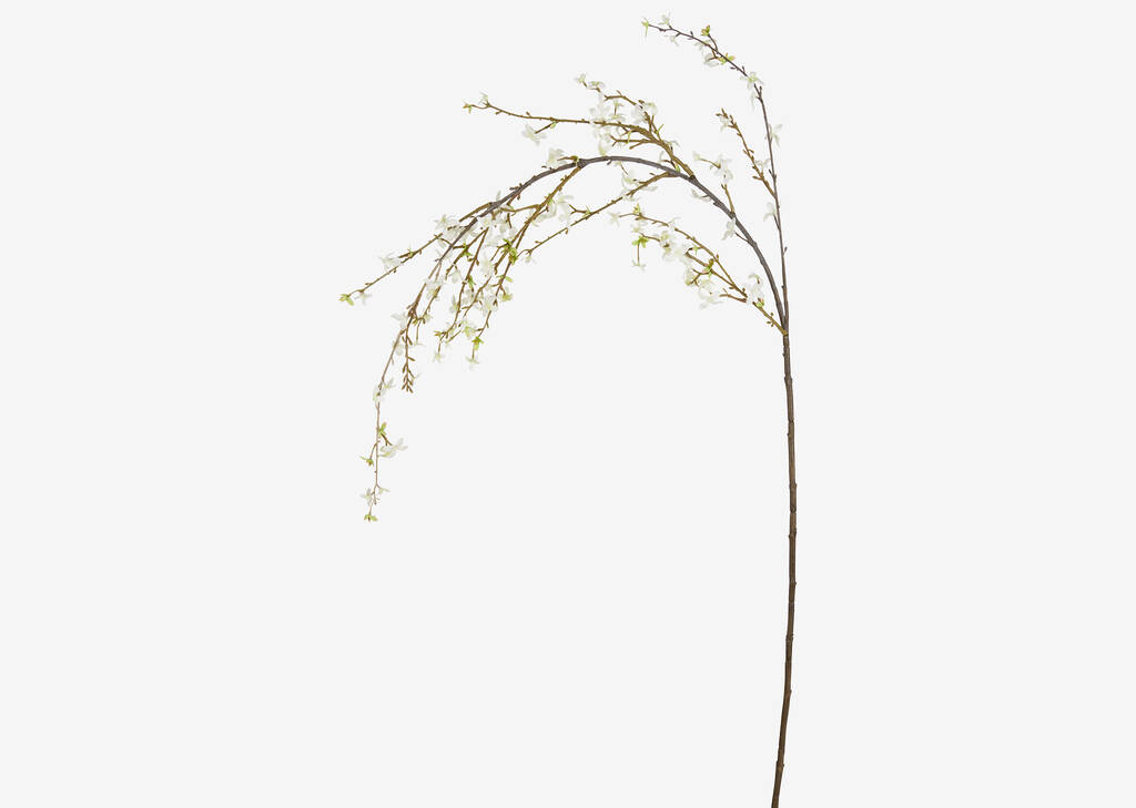 Yuri Forsythia Branch