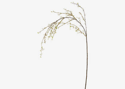 Yuri Forsythia Branch White