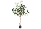 Keimi Eucalyptus Tree Potted