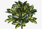 Boule de Schefflera Jolie