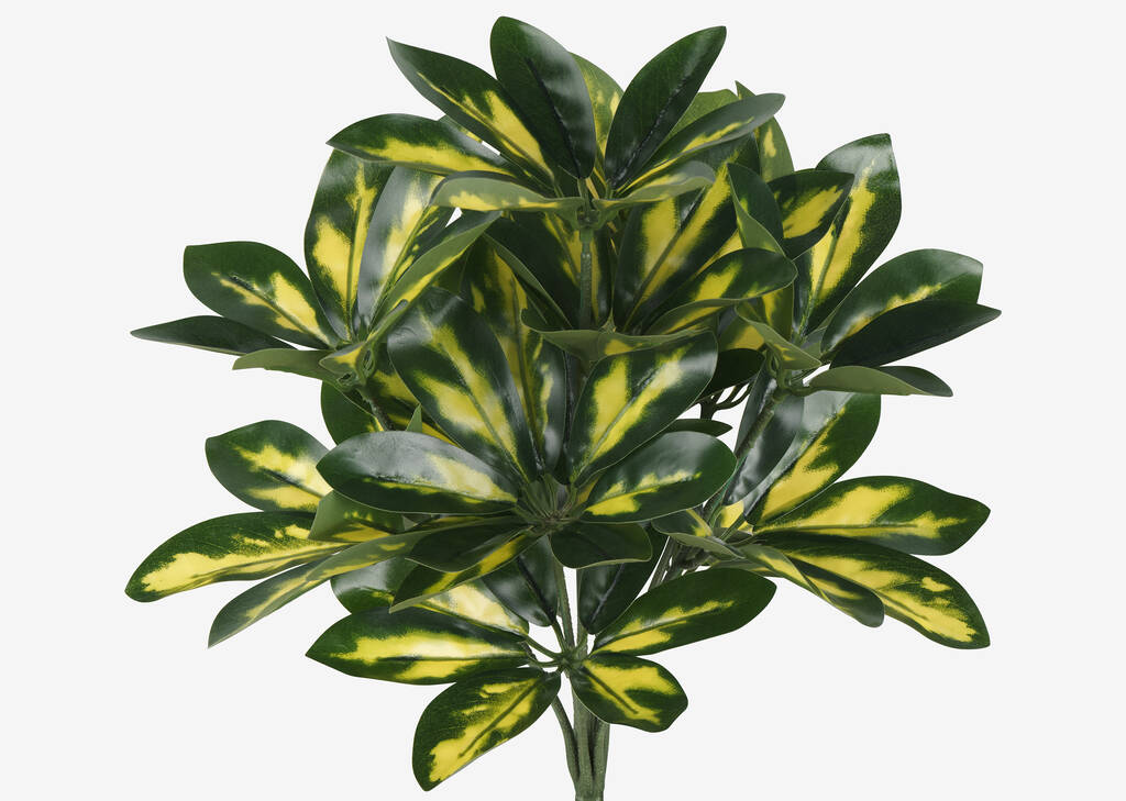 Boule de Schefflera Jolie