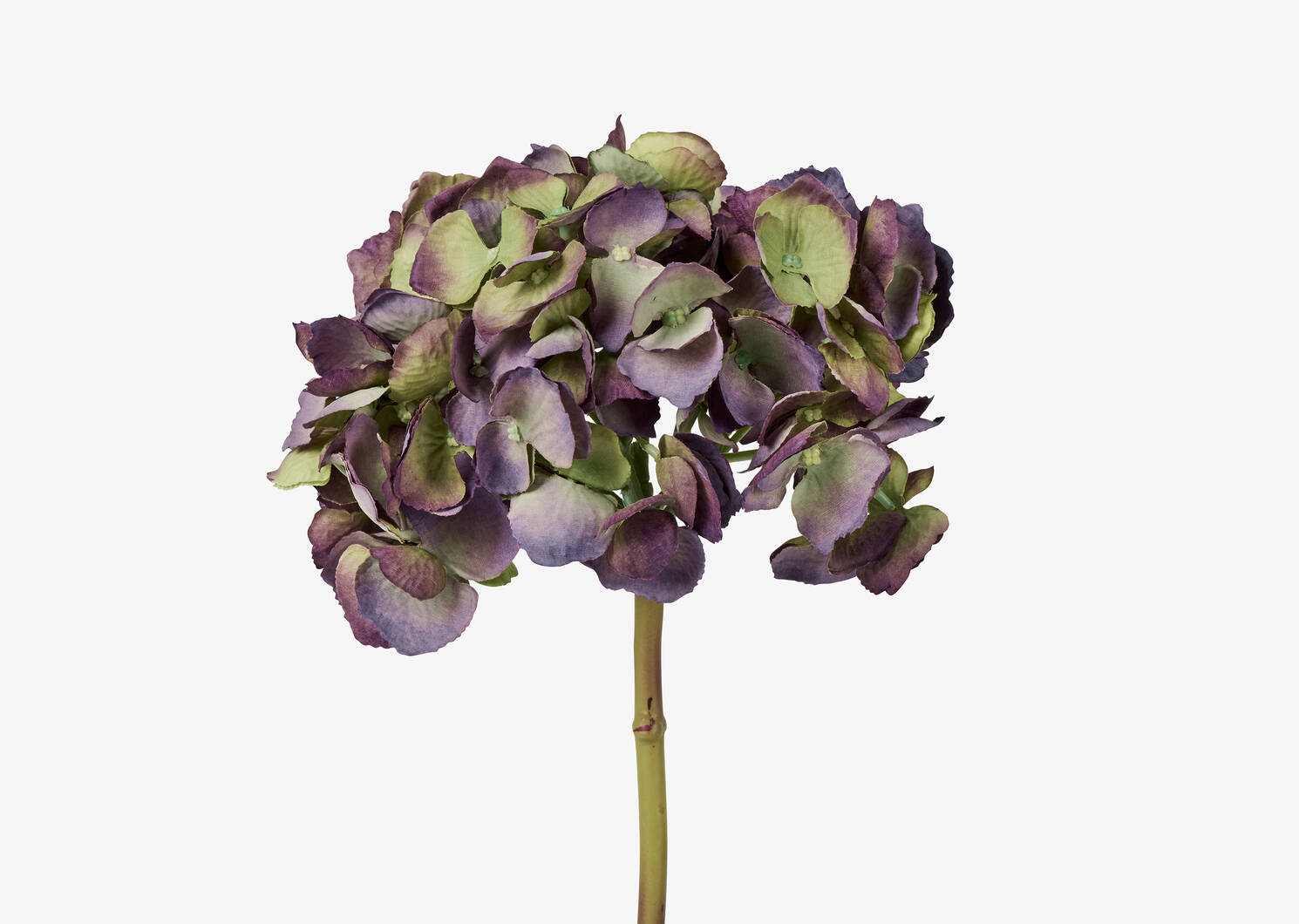 Gretel Hydrangea Stem Purple
