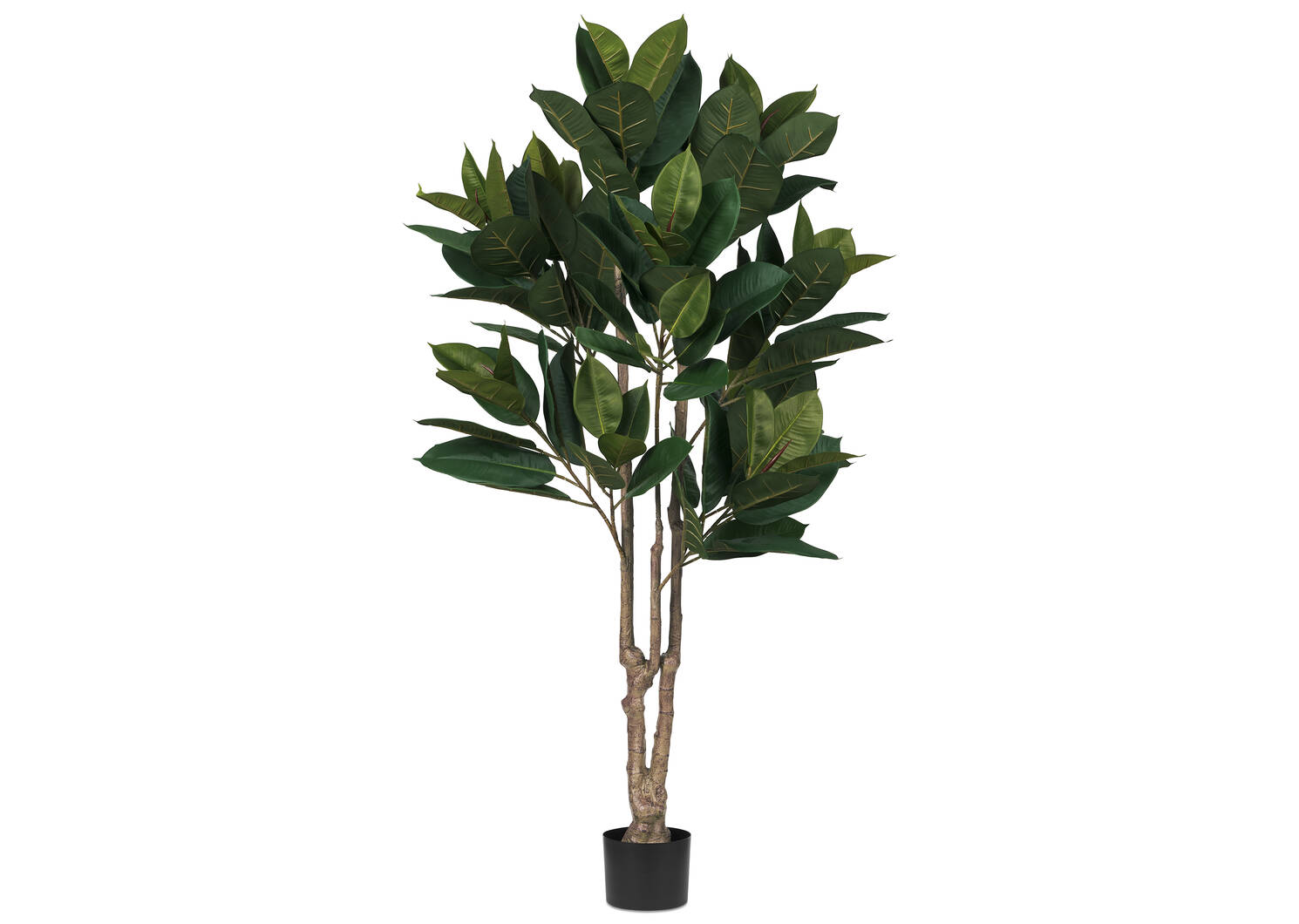 Troye Rubber Tree Potted