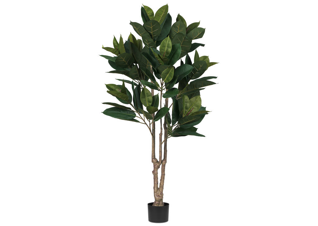 Hévéa en pot Troye