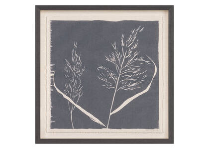 Common Reed Framed Print