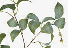 Branche avec feuilles Camellia