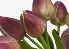 Bouquet de tulipes Berdine pétales