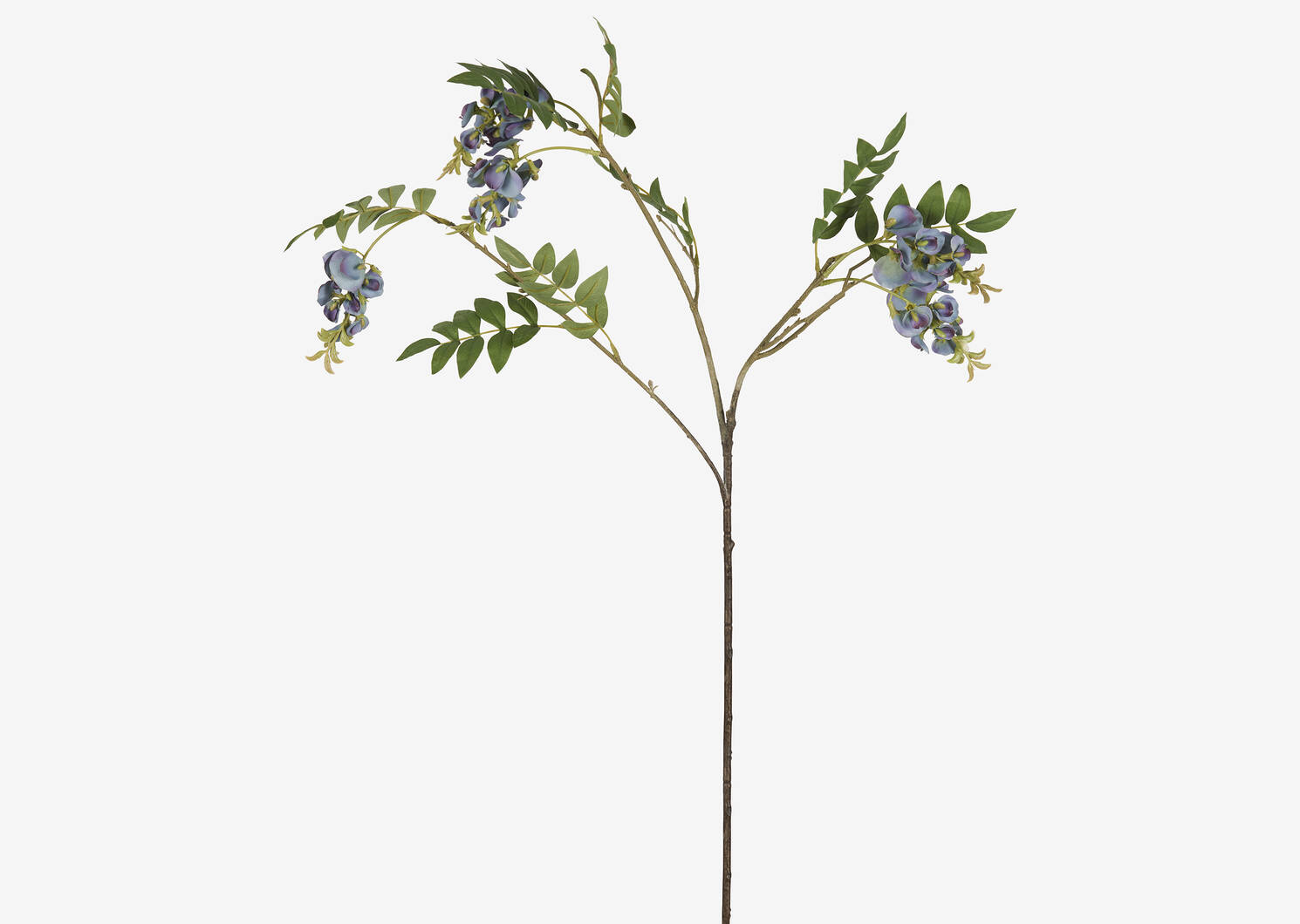 Branche de glycines Byer bleu mer