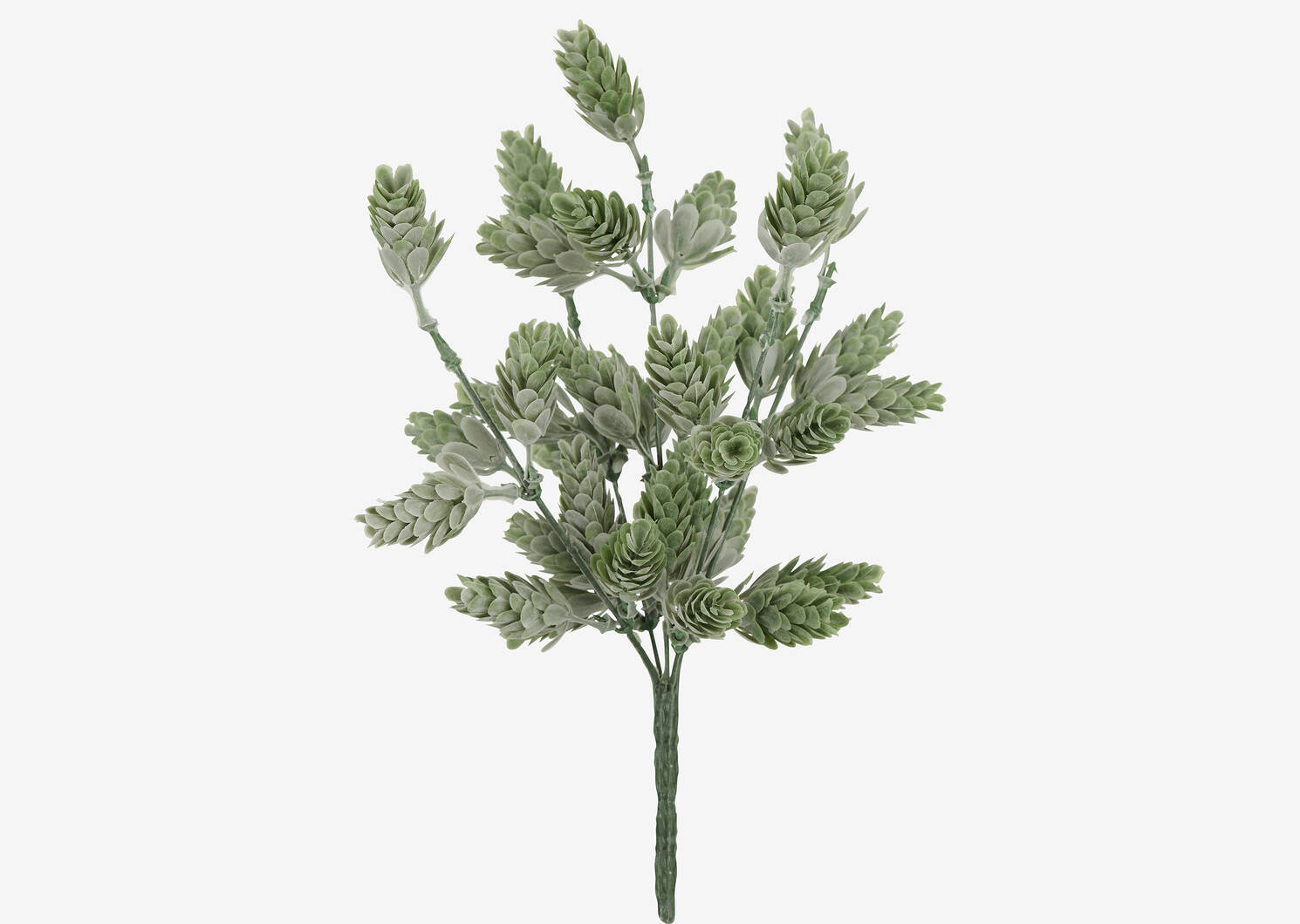 Branche de houblon Lyle