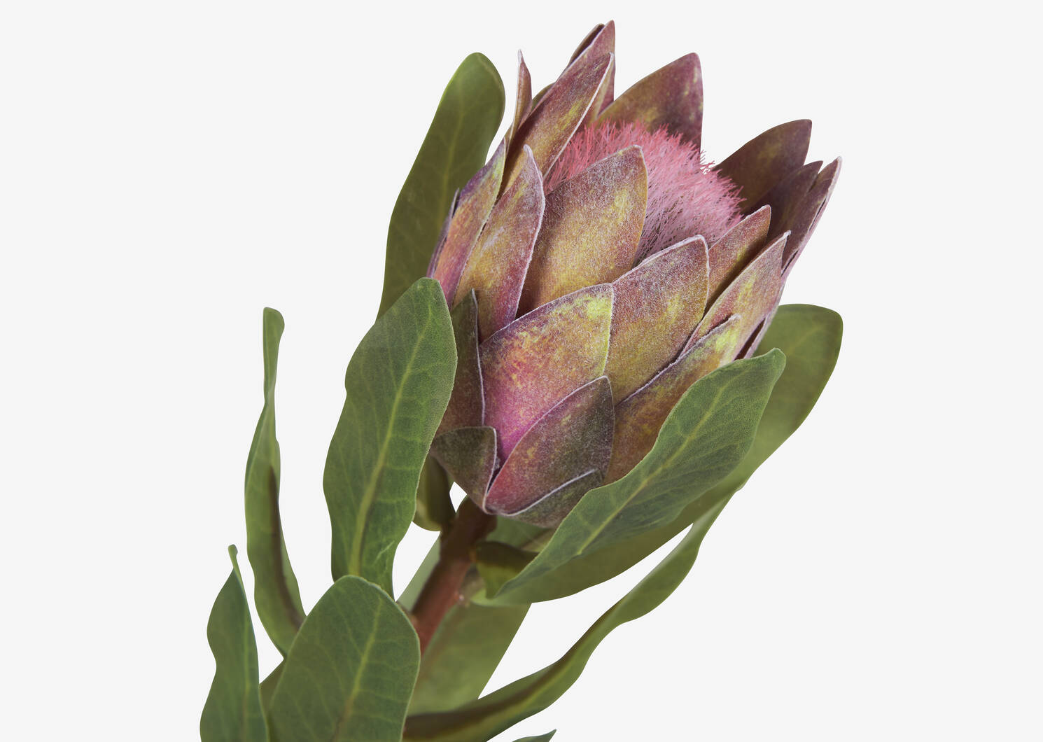 Tige de protea Avelina rose argile