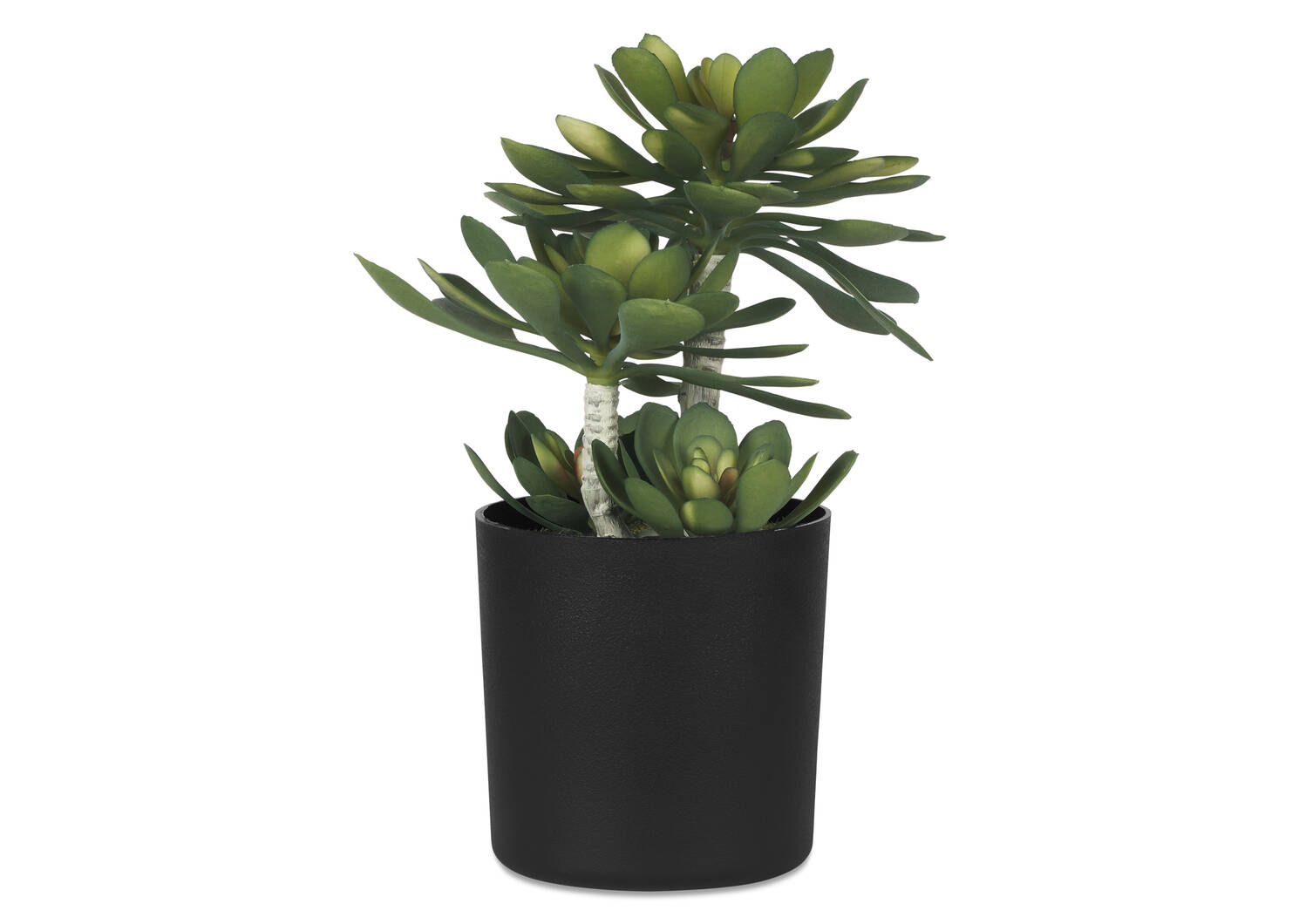 Echeveria Succulent Potted