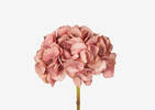 Lydia Hydrangea Large Clay