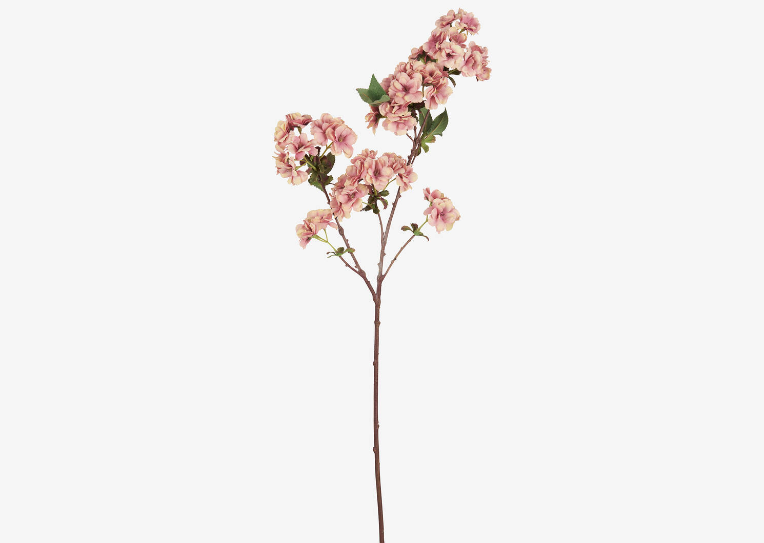 Kya Cherry Blossom Branch