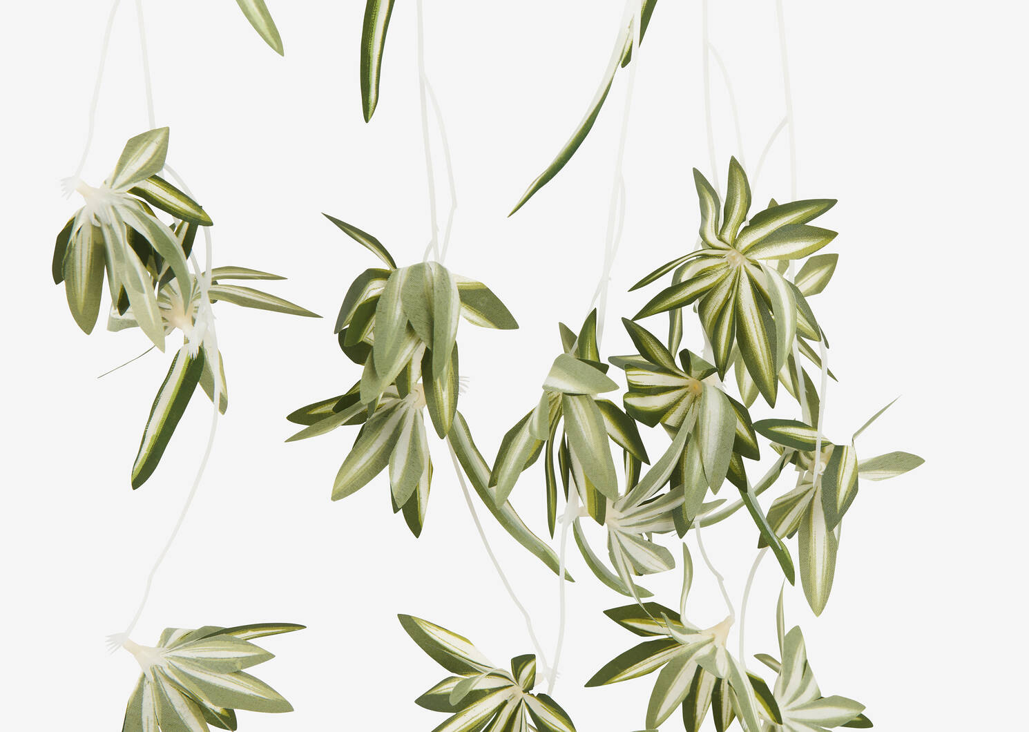 Branche de plante araignée Sidra