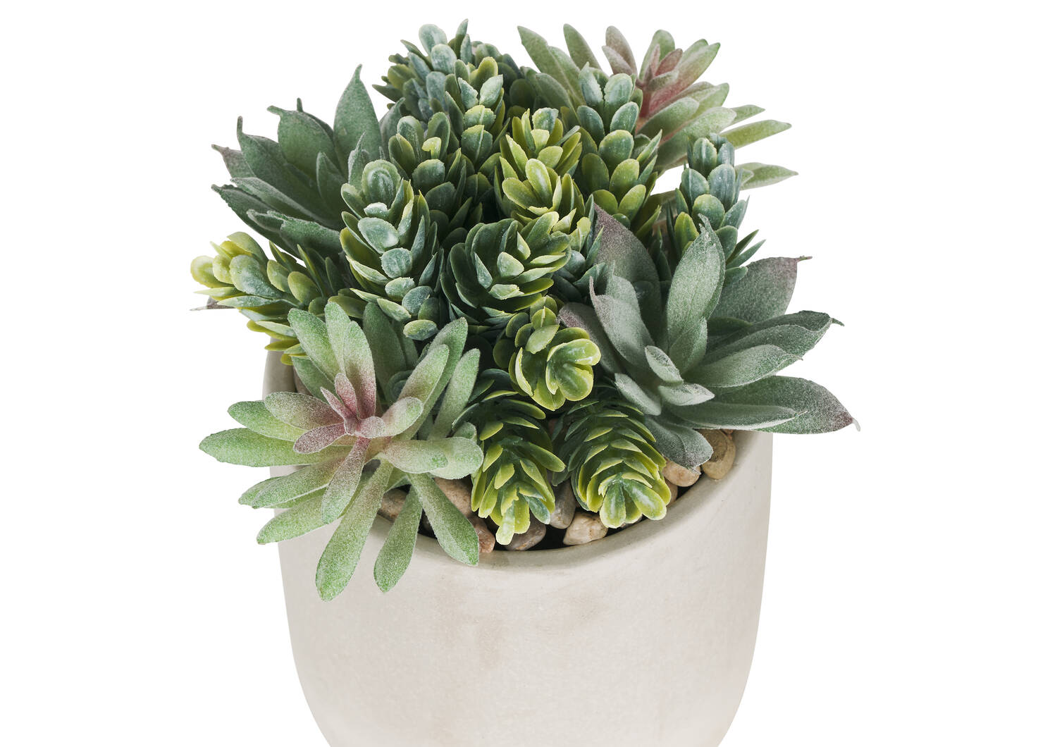 Succulentes en pot Hailey