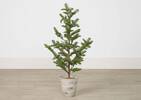 Evergreen Tree Potted Large