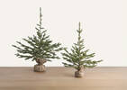 Fernie Tree Potted Large