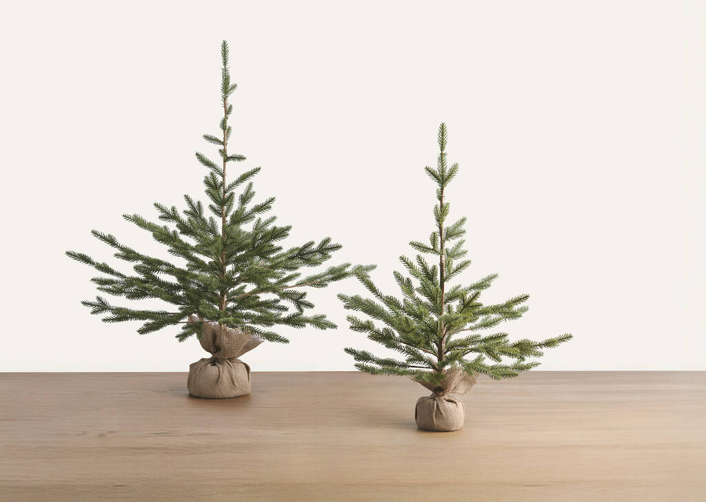 Fernie Tree Potted Large