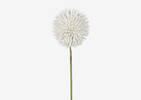 Katniss Allium Stem White