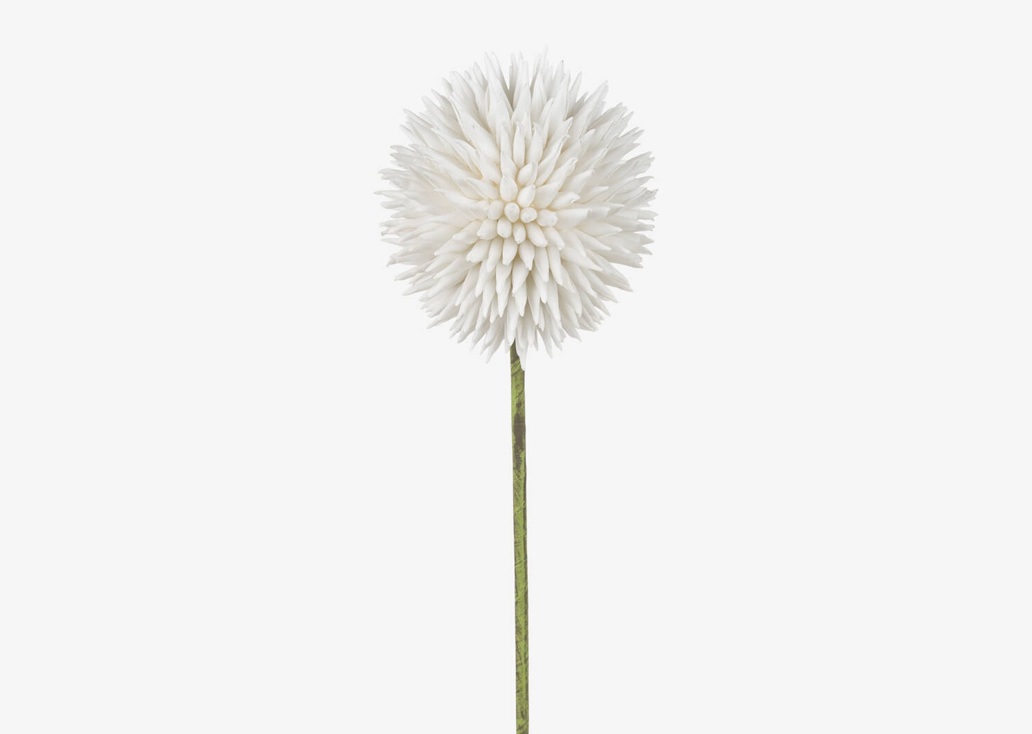 Katniss Allium Stem White